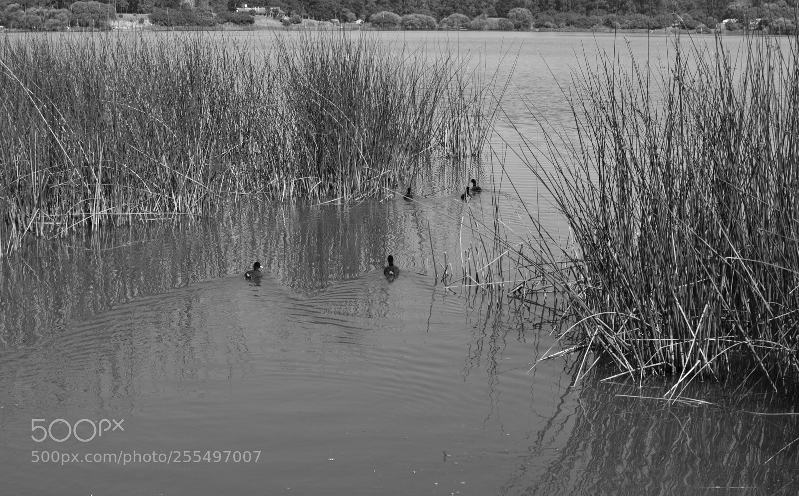 Nikon D3200 sample photo. Patos photography