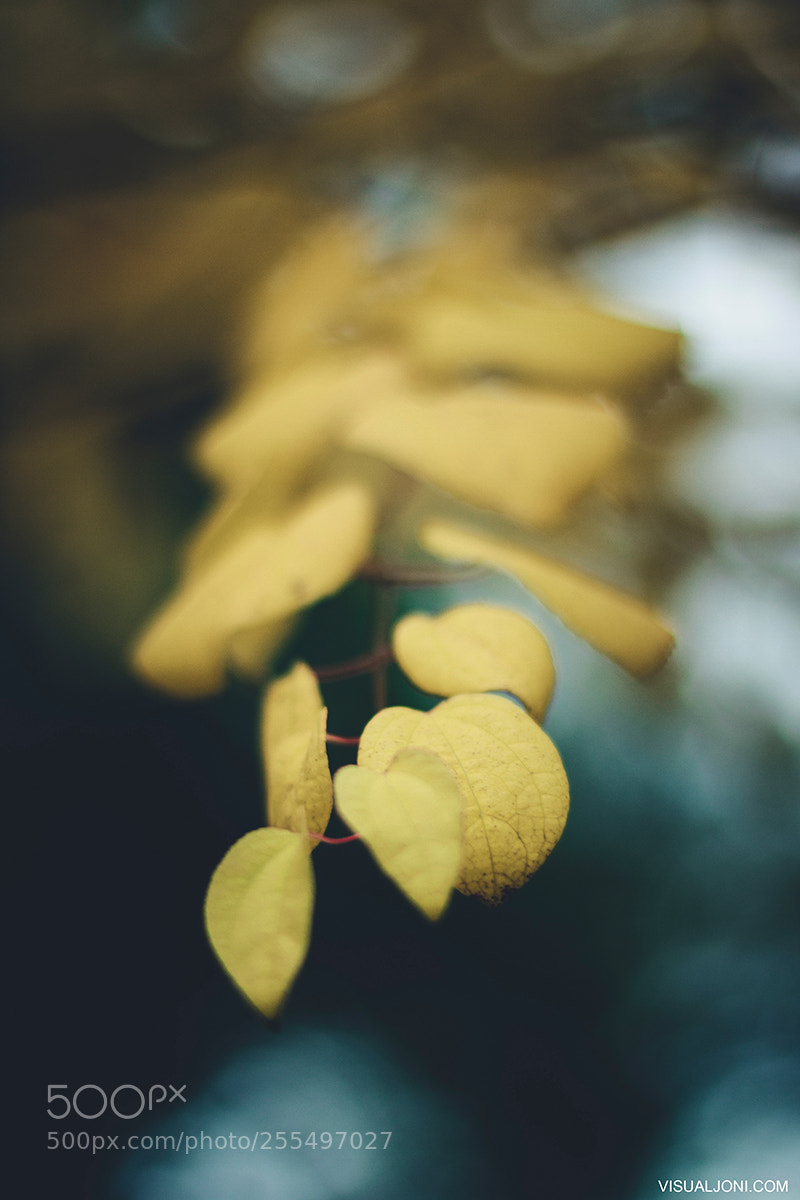 Canon EOS 7D sample photo. Autumn 2017 photography