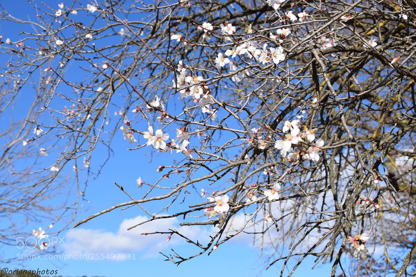 Nikon D3300 sample photo. Sakura photography