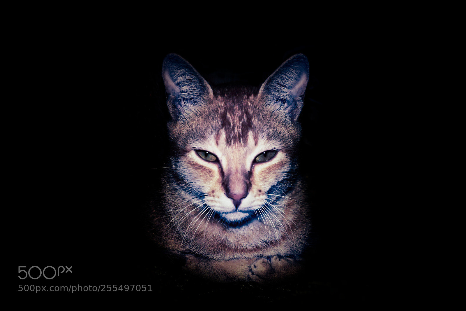 Nikon D3300 sample photo. Kitty photography
