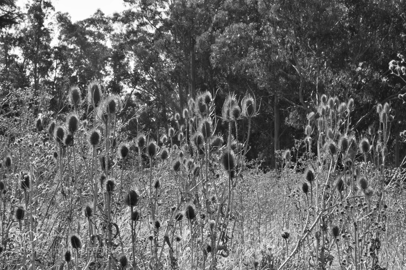 Nikon D3200 sample photo. Campo photography