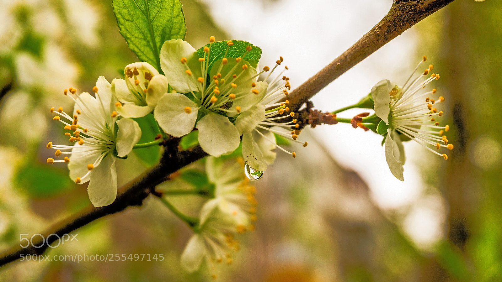 Sony Alpha a5000 (ILCE 5000) sample photo. April flower photography
