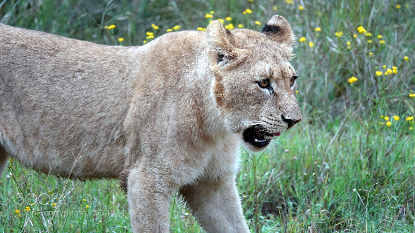 Sony Cyber-shot DSC-RX10 III sample photo. Lion photography