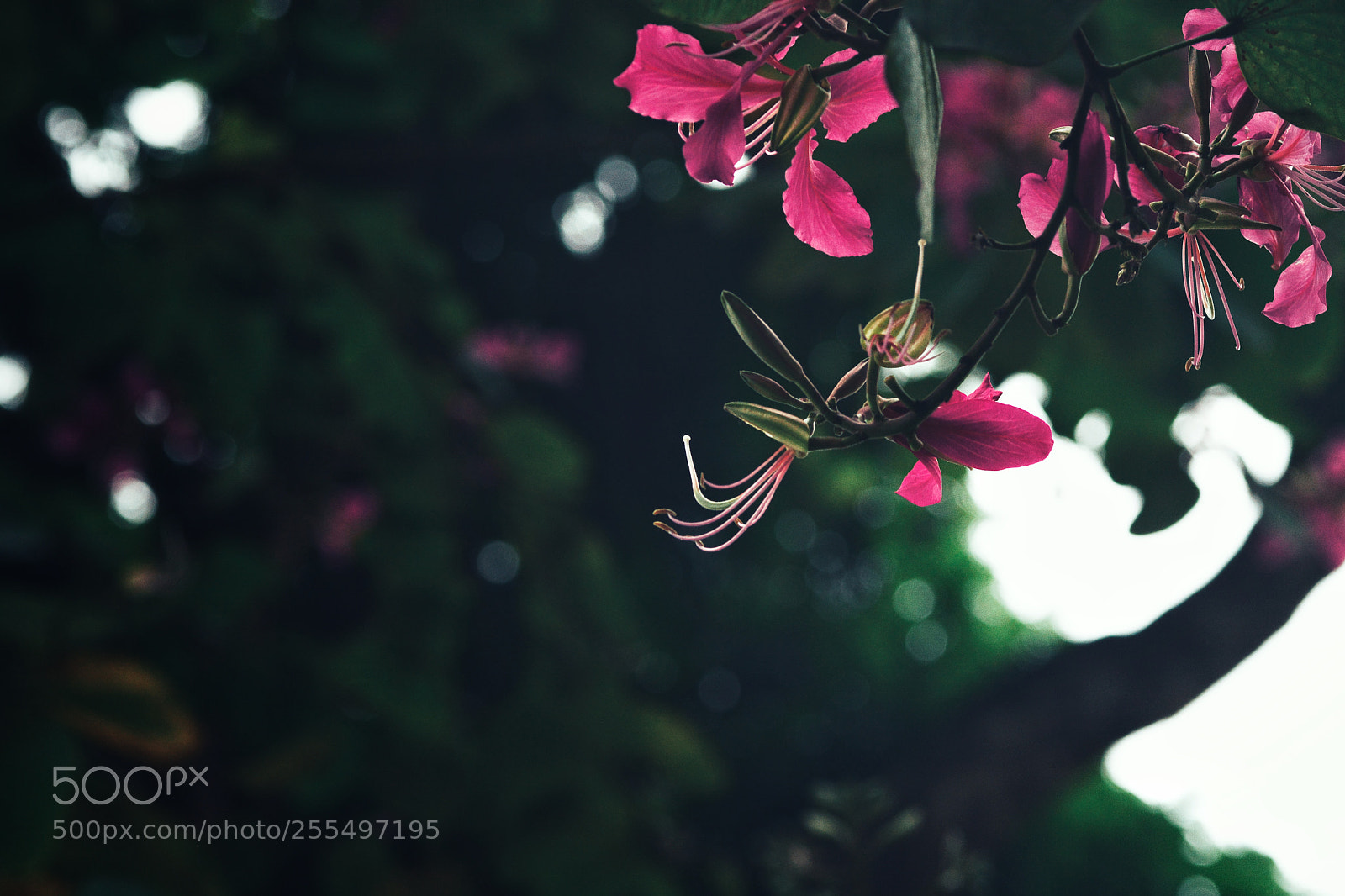 Nikon D7100 sample photo. Untitled photography