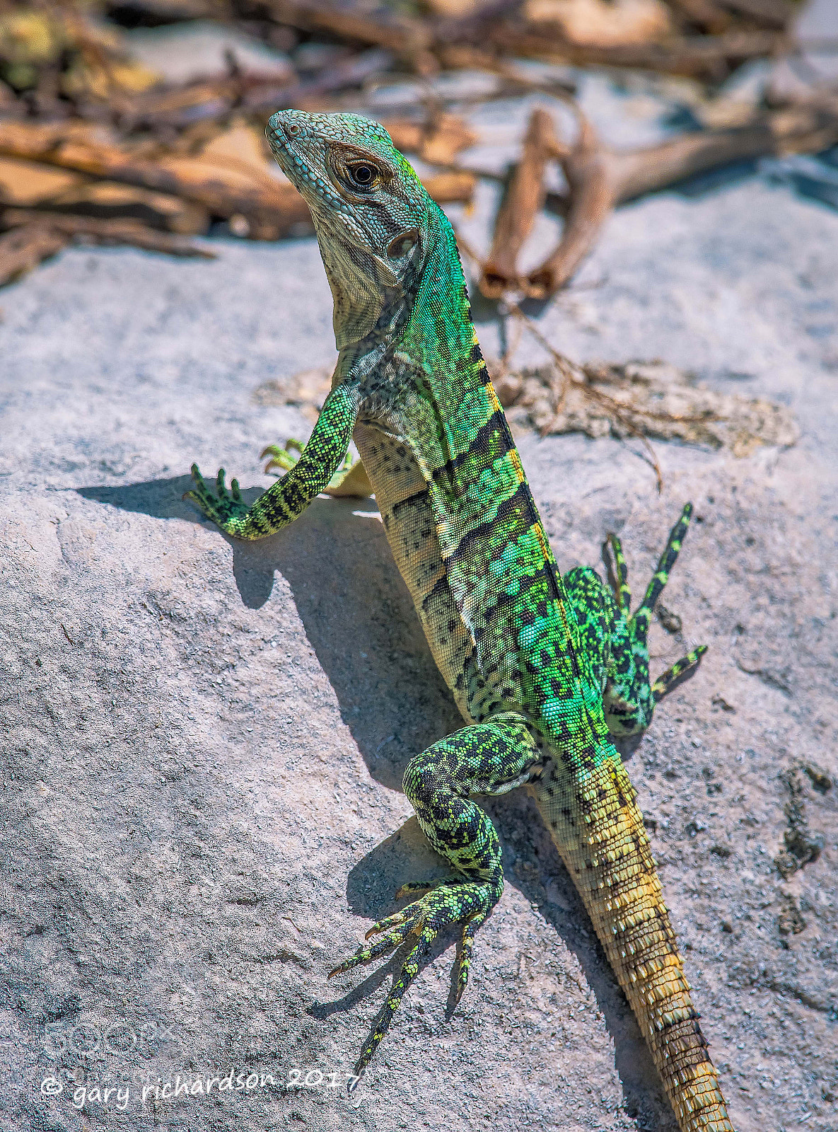 Nikon D500 sample photo. Black iguana juvenile yucatan photography