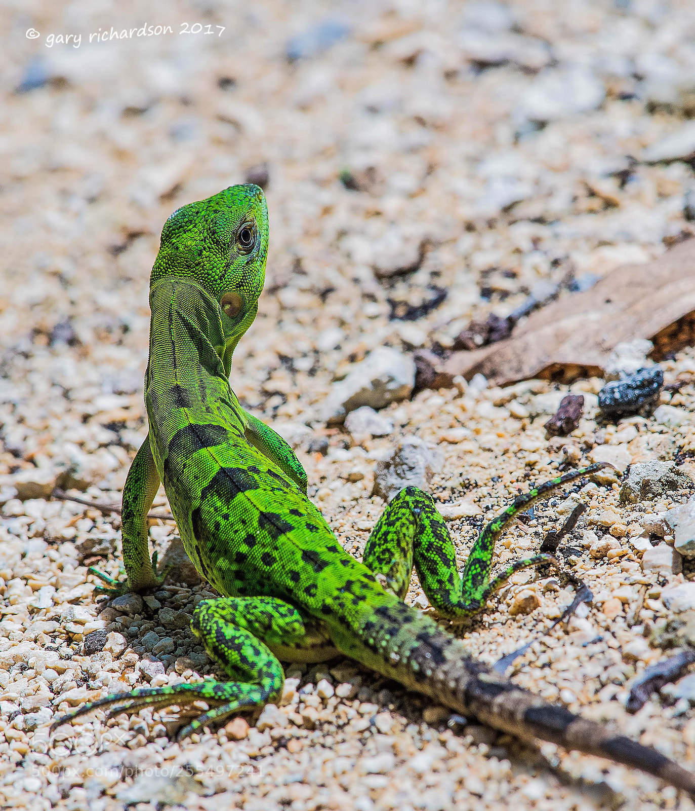Nikon D500 sample photo. Black iguana juvenile yucatan photography