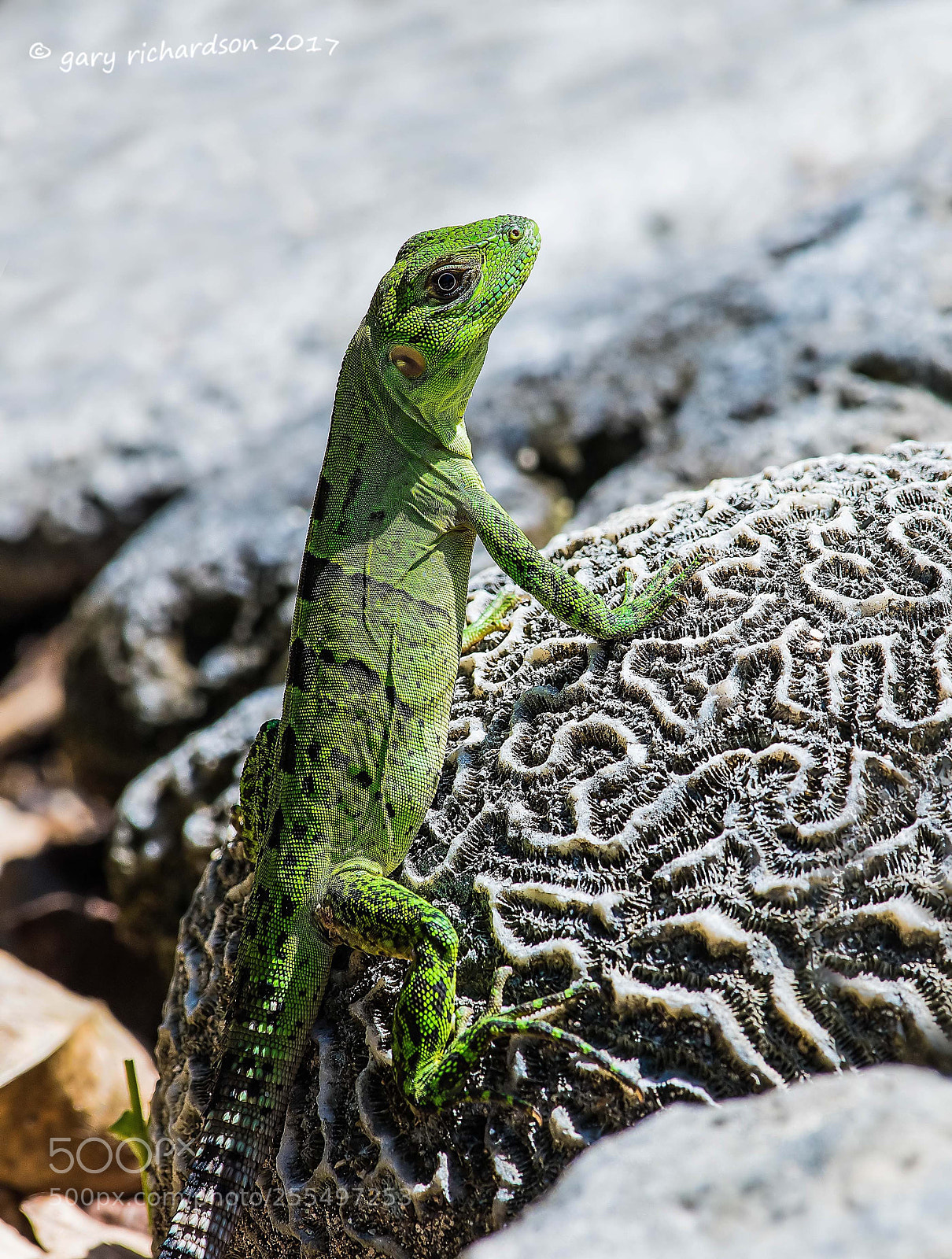 Nikon D500 sample photo. Black iguana juvenile yucatan photography