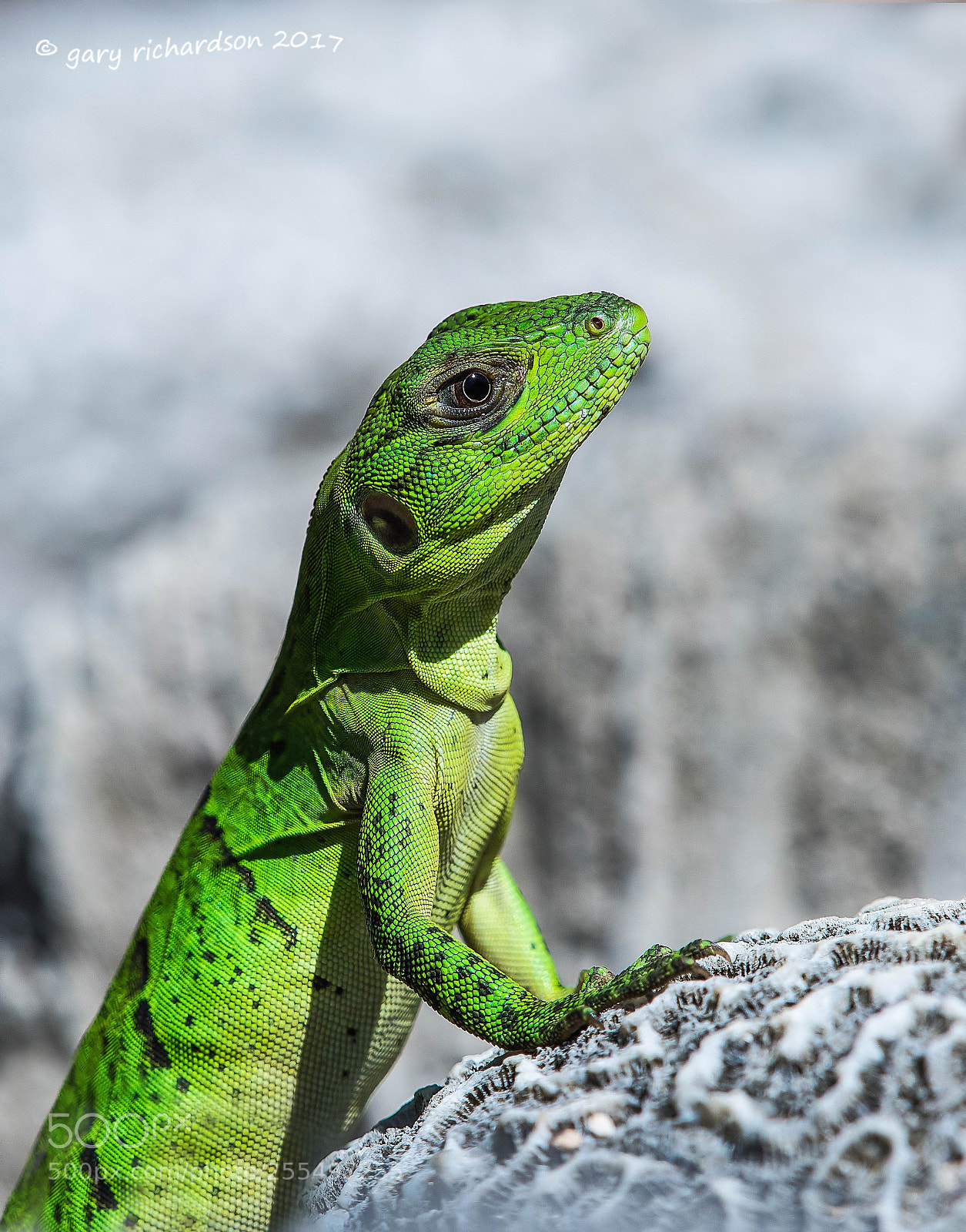 Nikon D500 sample photo. Black iguana juvenile yucatan photography