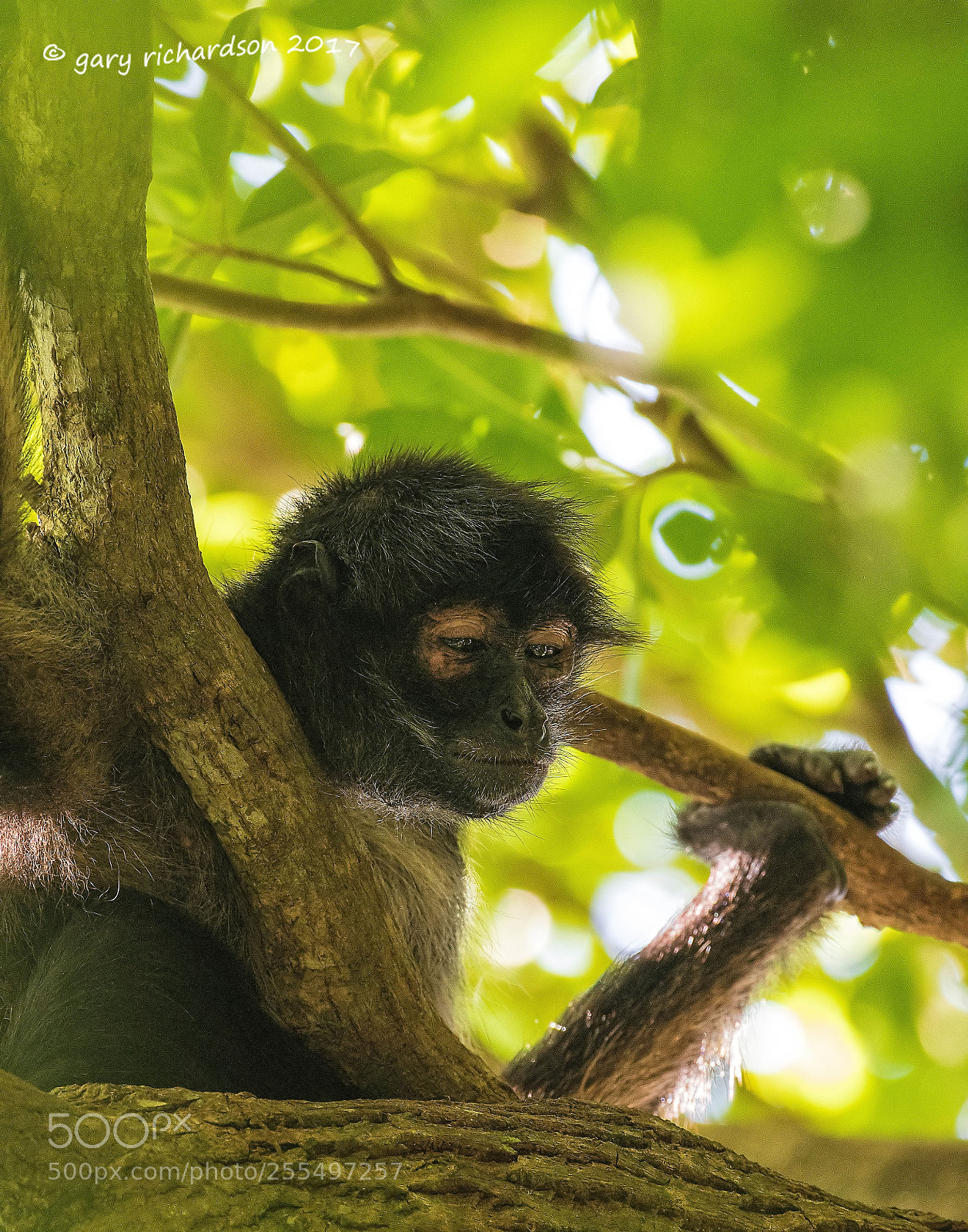 Nikon D500 sample photo. Spider monkey yucatan mexico photography
