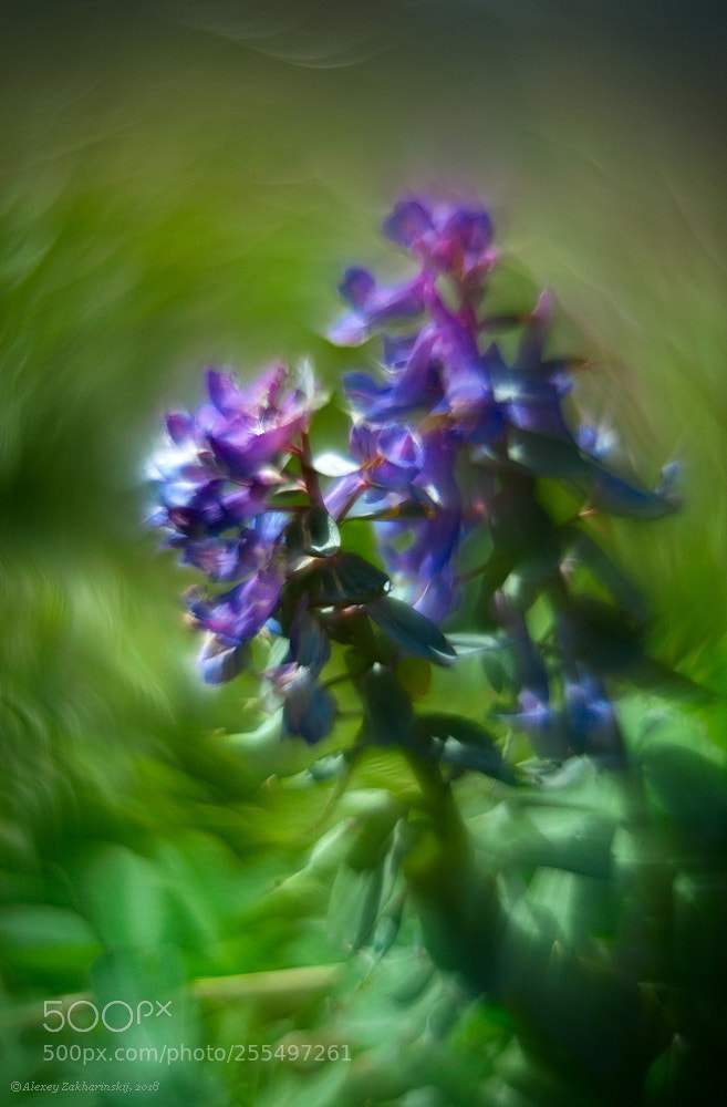 Nikon D700 sample photo. Corydalis photography