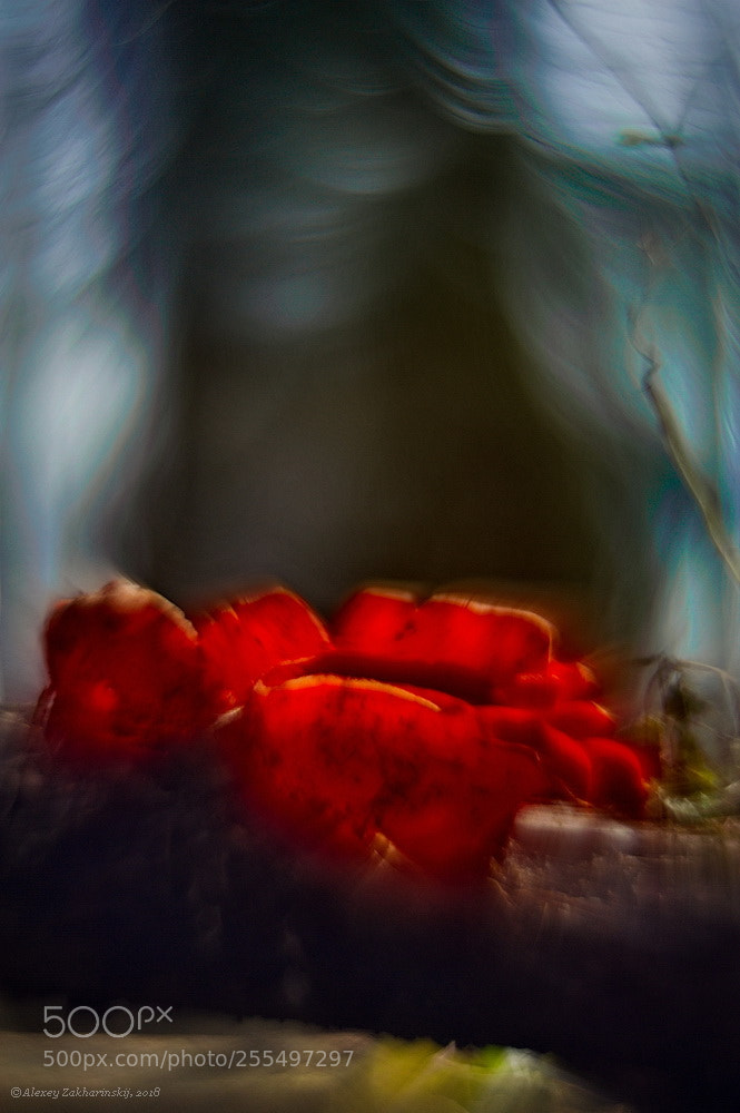 Nikon D700 sample photo. Red flower photography