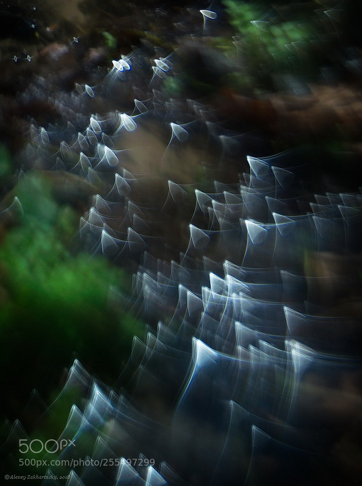 Nikon D700 sample photo. Messengers of spring photography
