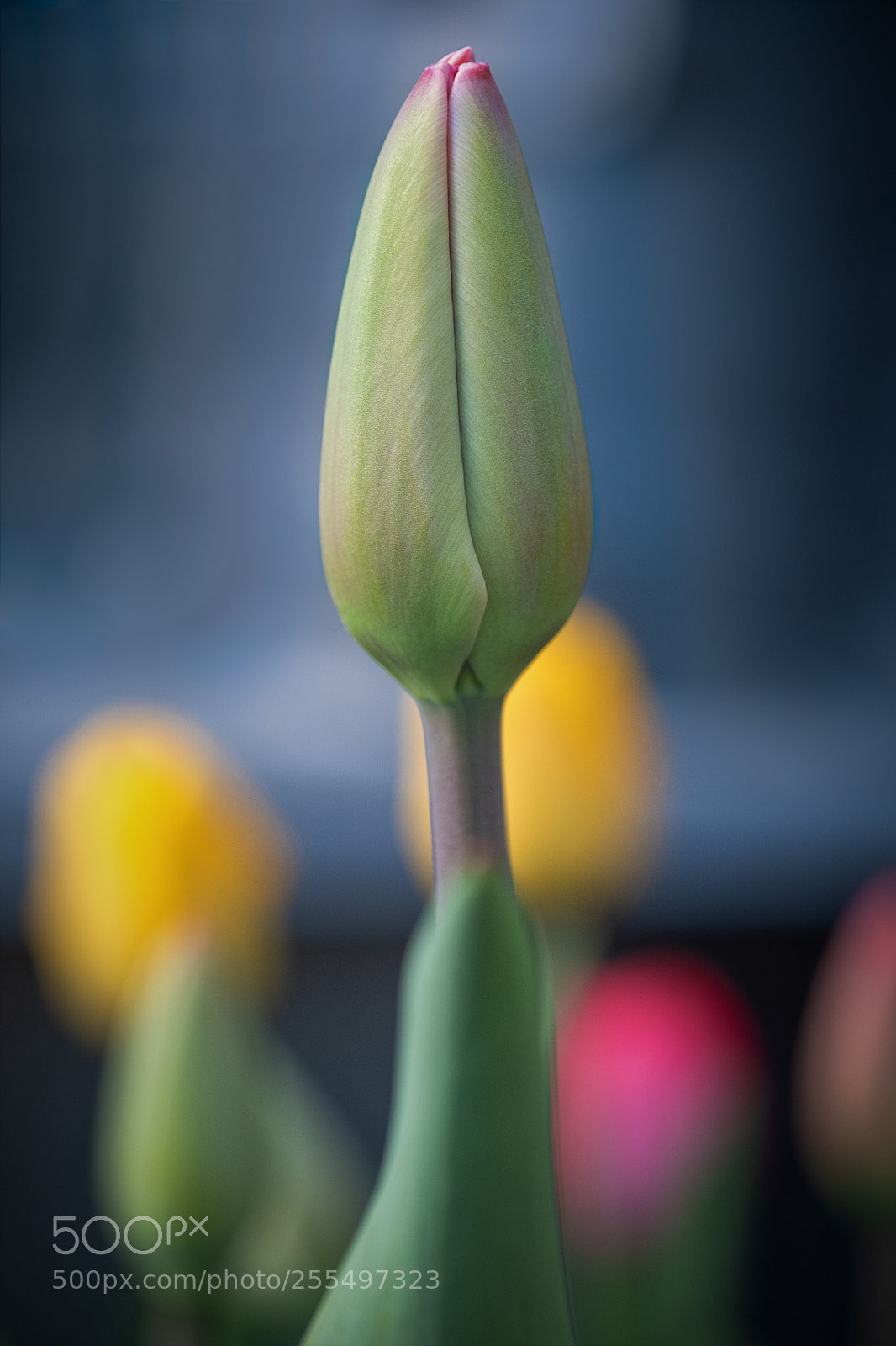 Fujifilm X-T2 sample photo. Edit edit photography