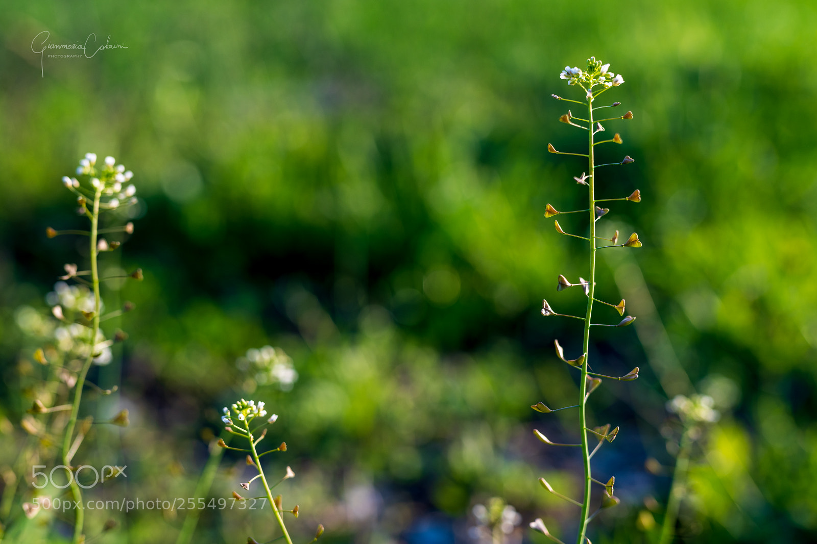 Nikon D850 sample photo. Mother's heart - capsella photography