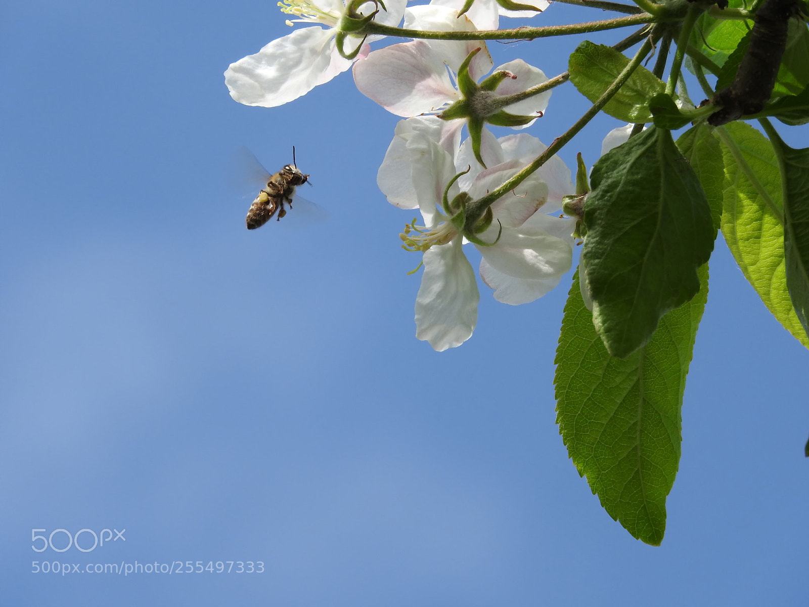 Nikon Coolpix P610 sample photo. Bee photography