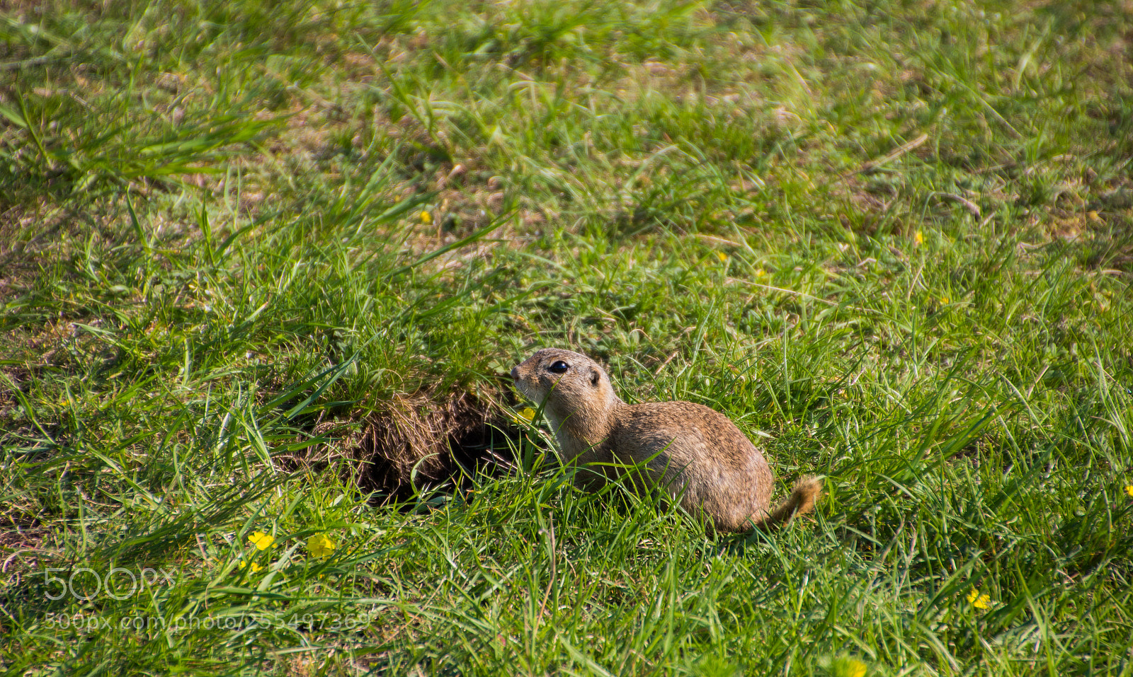Canon EOS 1300D (EOS Rebel T6 / EOS Kiss X80) sample photo. Ground-squirrel photography