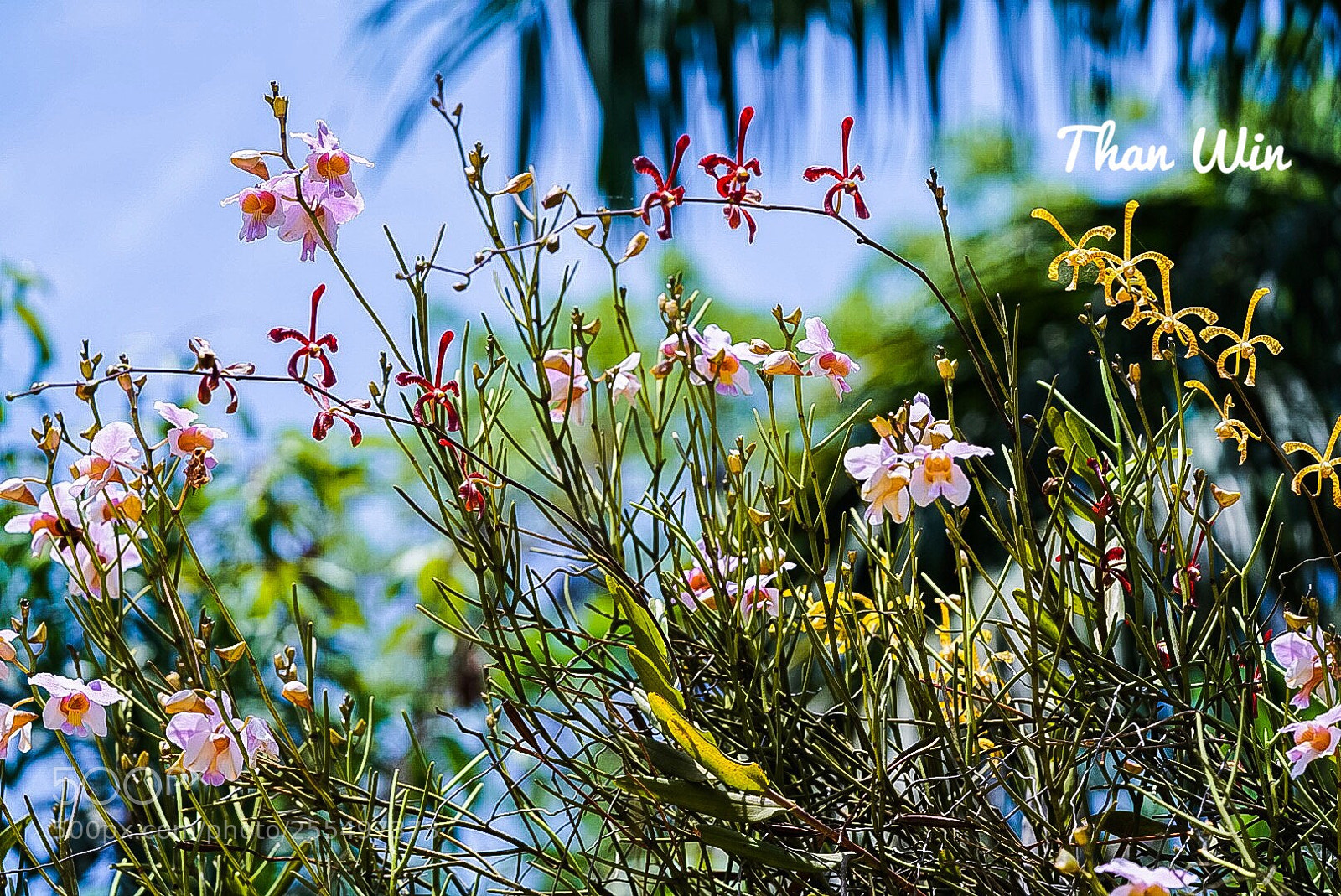Sony a7R II sample photo. Stick orchids  photography