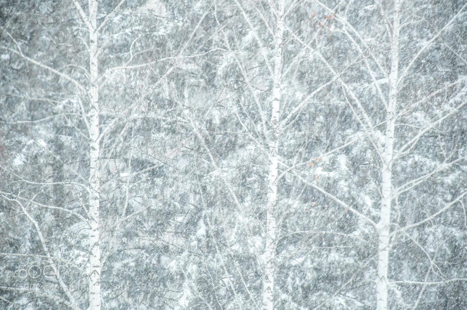 Nikon D5000 sample photo. April in siberia window photography