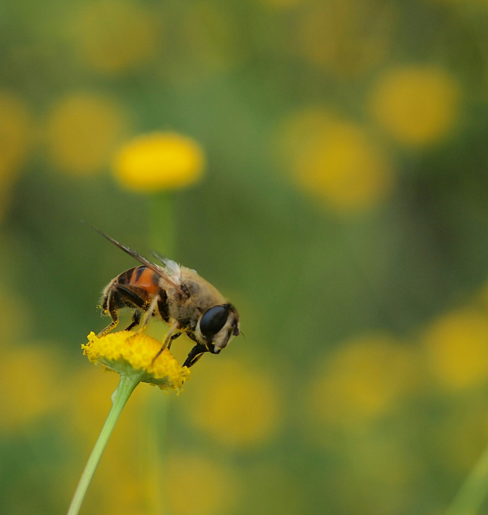 Olympus E-5 sample photo. Bee photography