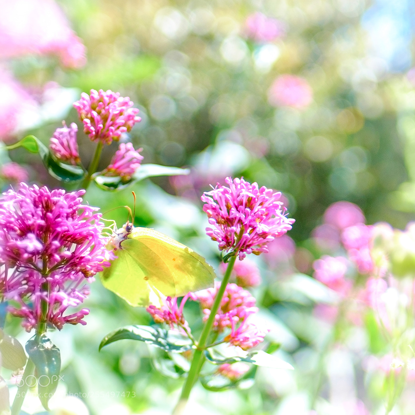 Fujifilm X-T1 sample photo. Gonepteryx rhamni photography
