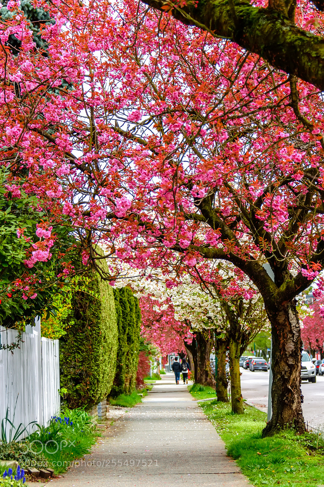 Nikon D810 sample photo. Walking under the cherry photography
