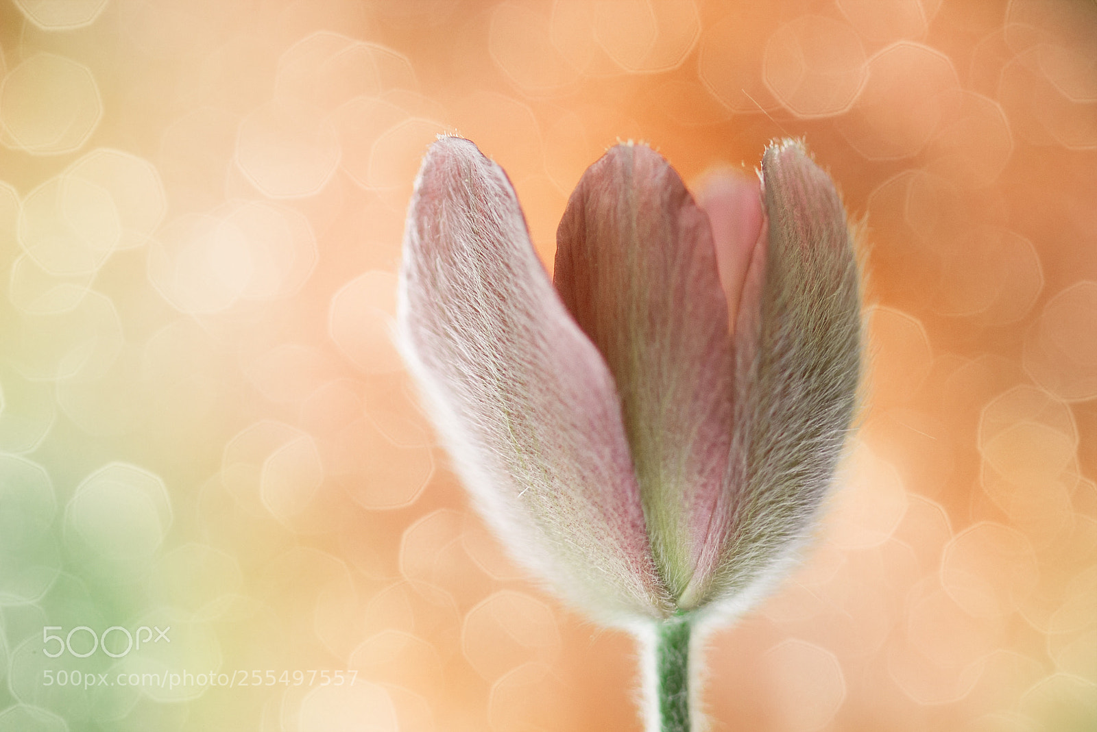Canon EOS 50D sample photo. Kingsday in the netherlands photography