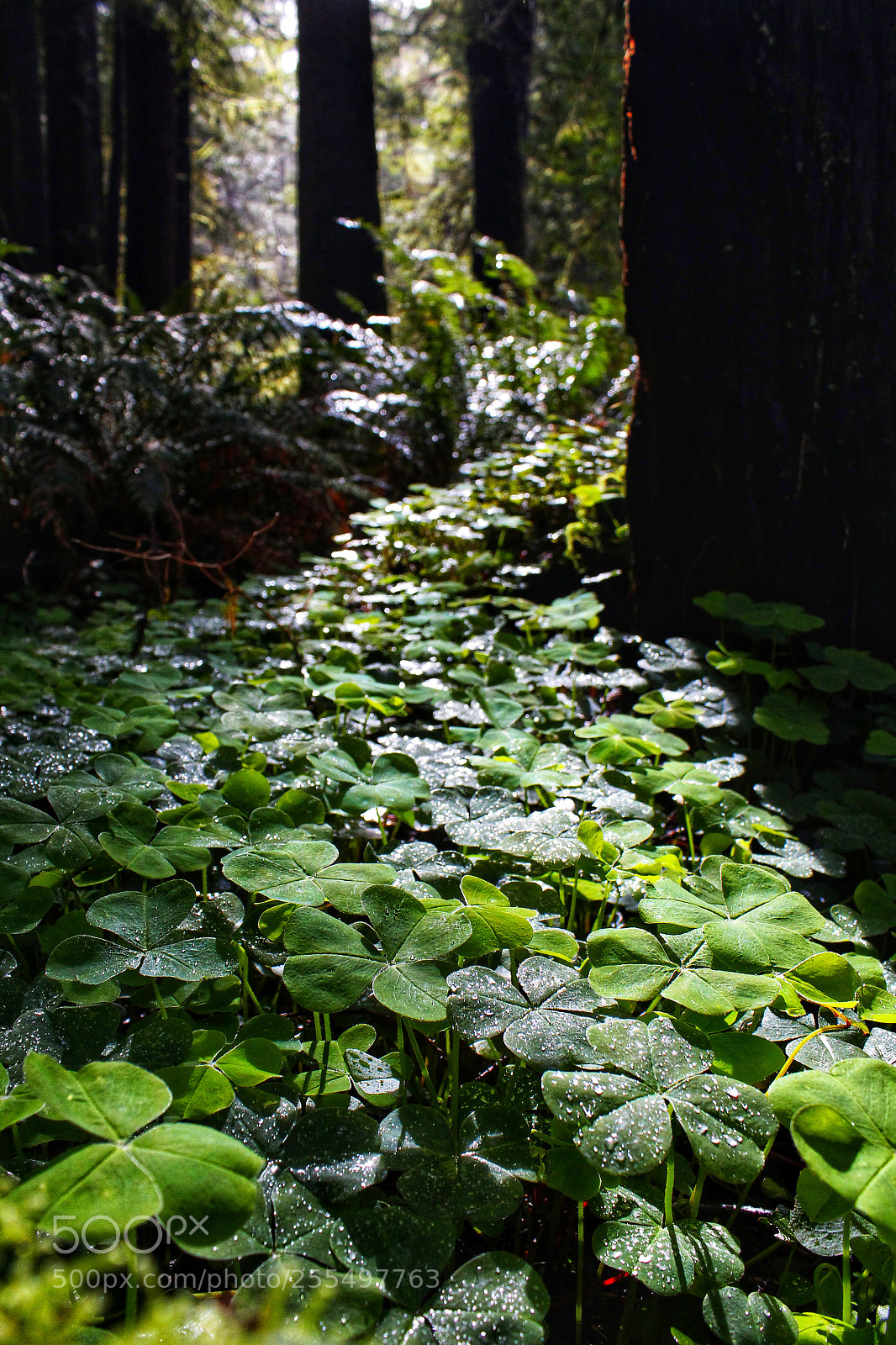 Canon EOS 1300D (EOS Rebel T6 / EOS Kiss X80) sample photo. Sorel in the forest photography