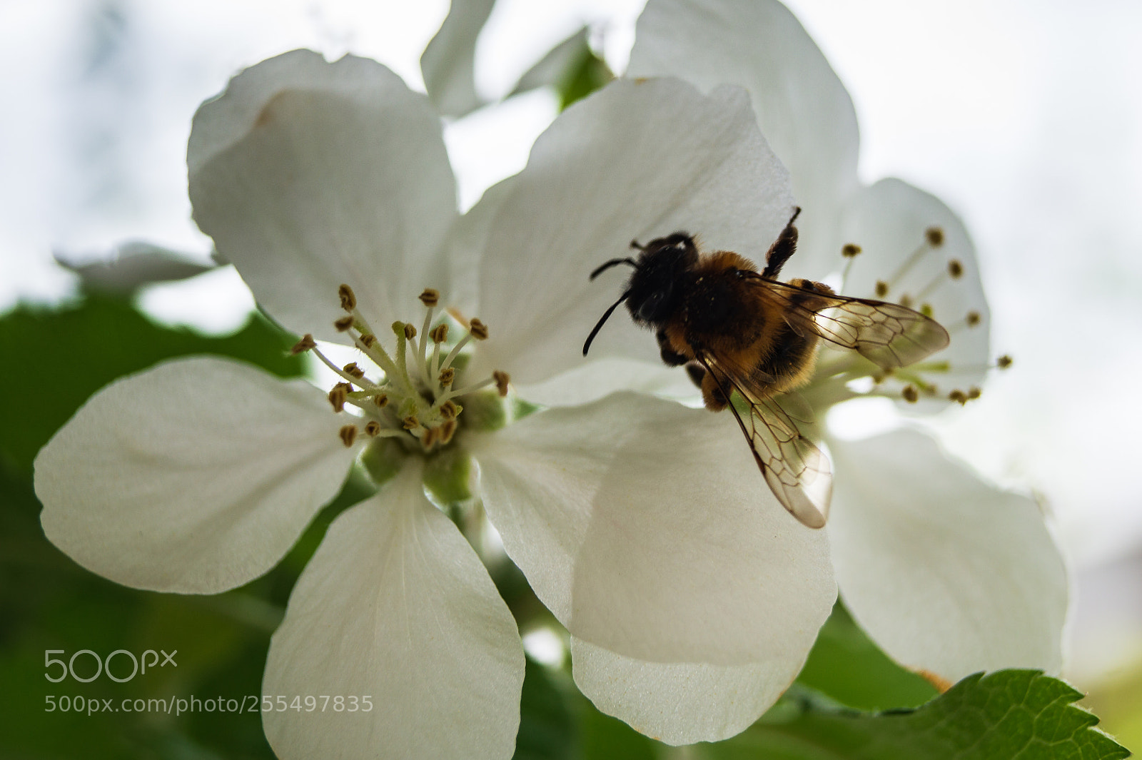 Sony SLT-A37 sample photo. Bees at work photography