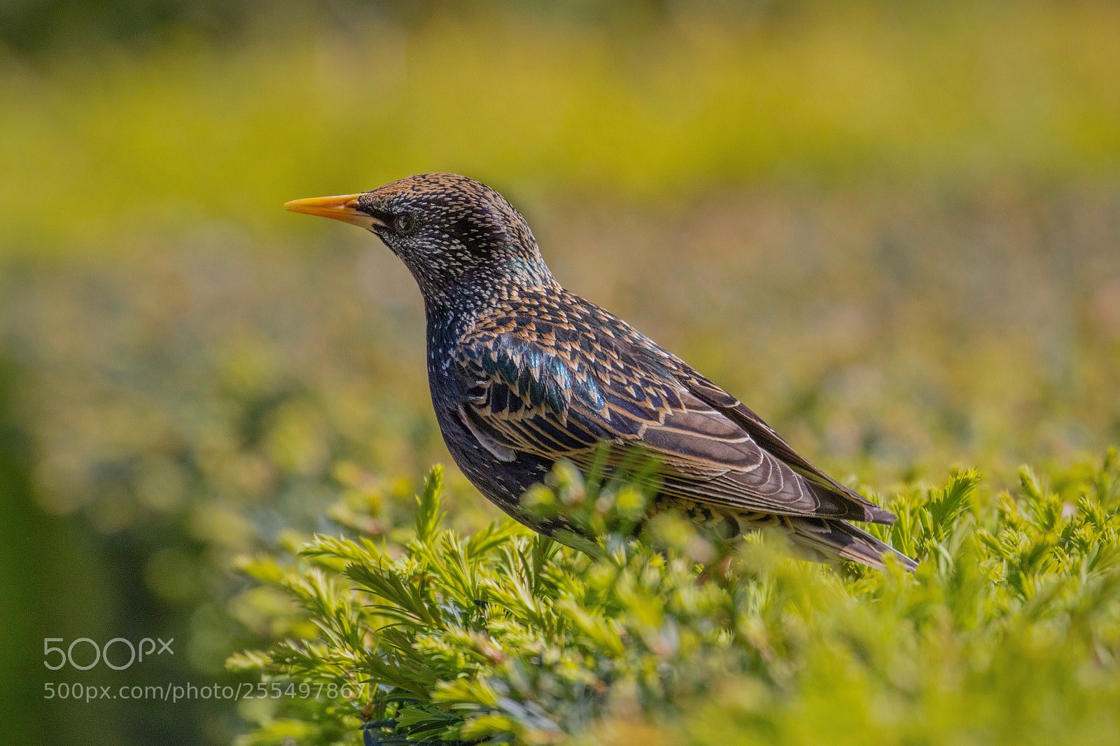 Canon EOS 7D Mark II sample photo. Starling photography
