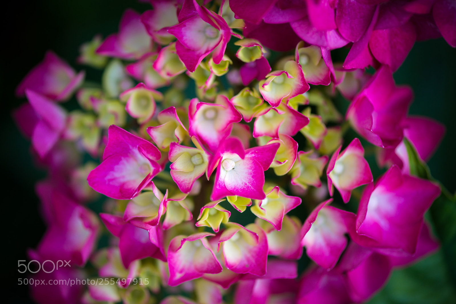 Nikon D800 sample photo. Pink hydrangea photography