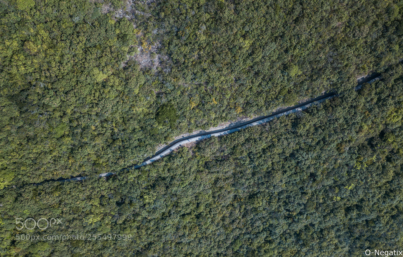 DJI FC220 sample photo. Path in the forest photography