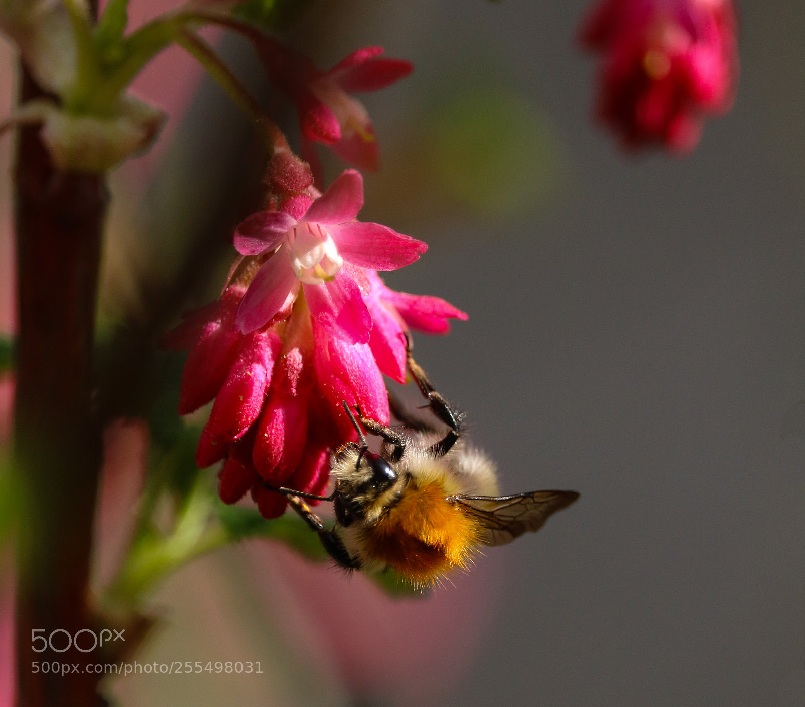 Canon EOS 750D (EOS Rebel T6i / EOS Kiss X8i) sample photo. Bombus pascuorum photography