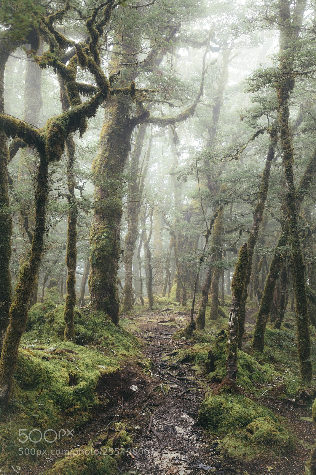Canon EOS 5D Mark IV sample photo. Magical forest photography