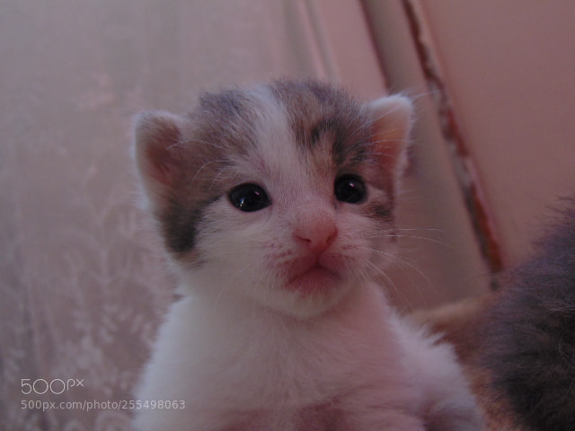 Sony Cyber-shot DSC-H300 sample photo. Portrait of a kitten photography