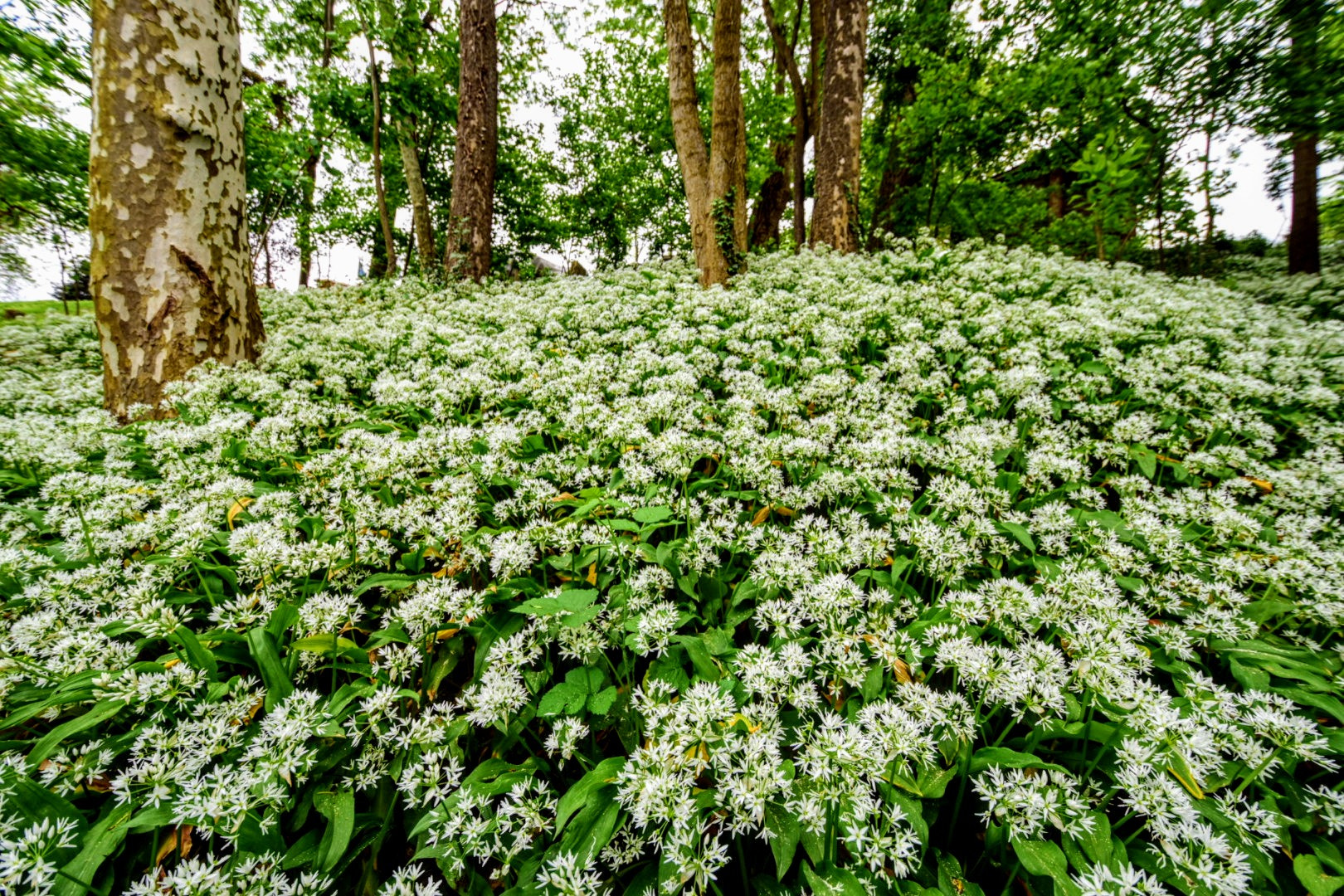 Nikon D5300 sample photo. The wild garlic wood photography