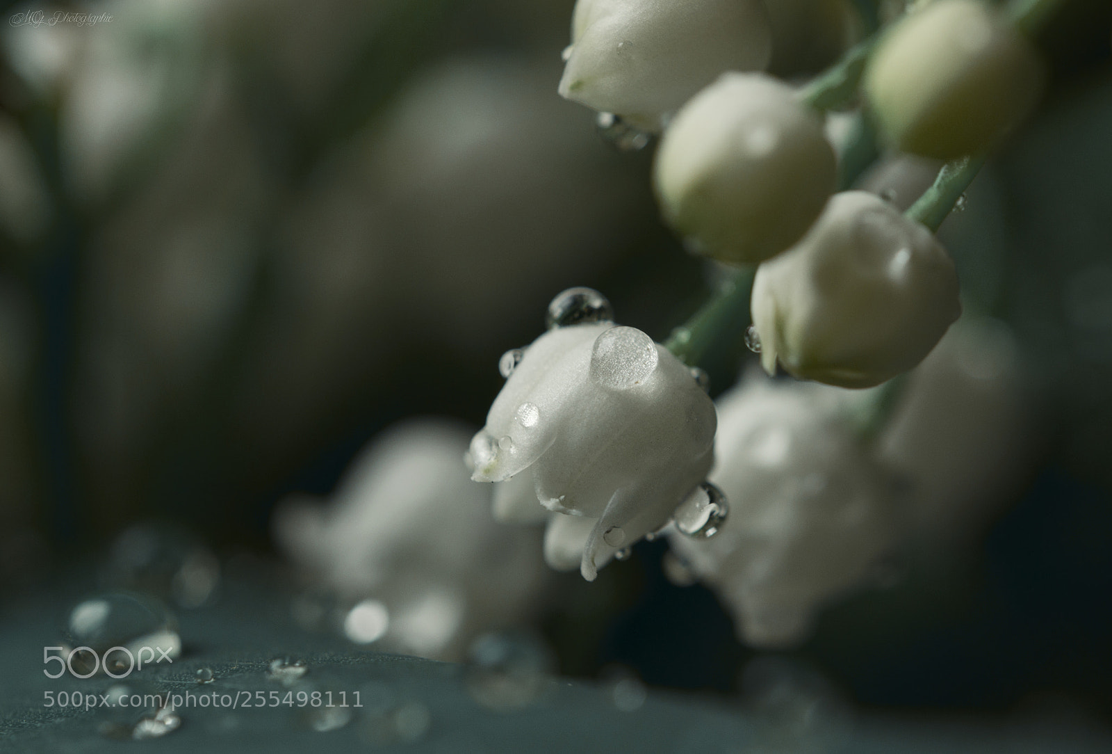 Nikon D5100 sample photo. Lily of the valley photography