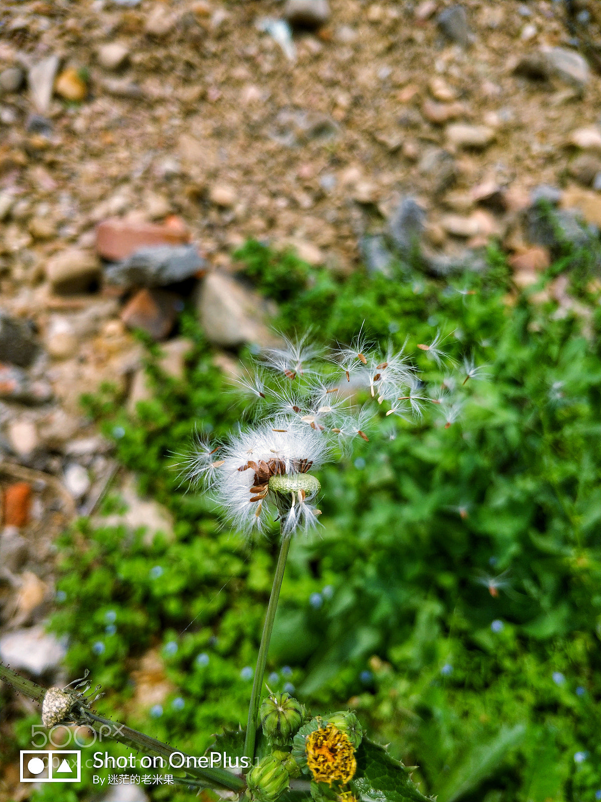 OnePlus 5T sample photo. It waiting for wind photography