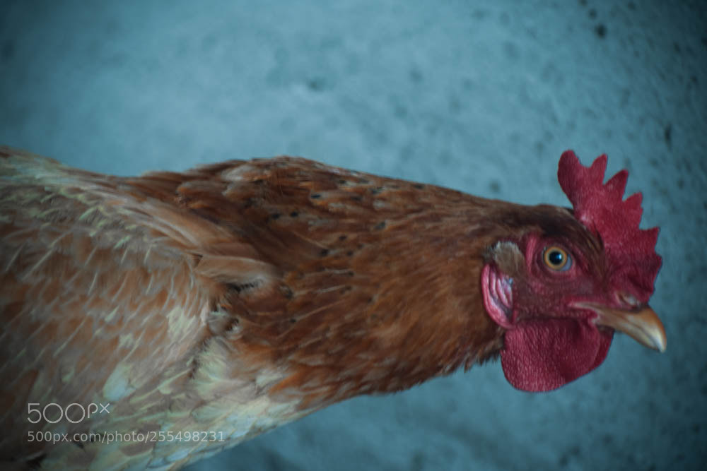 Nikon D3400 sample photo. Gallina photography