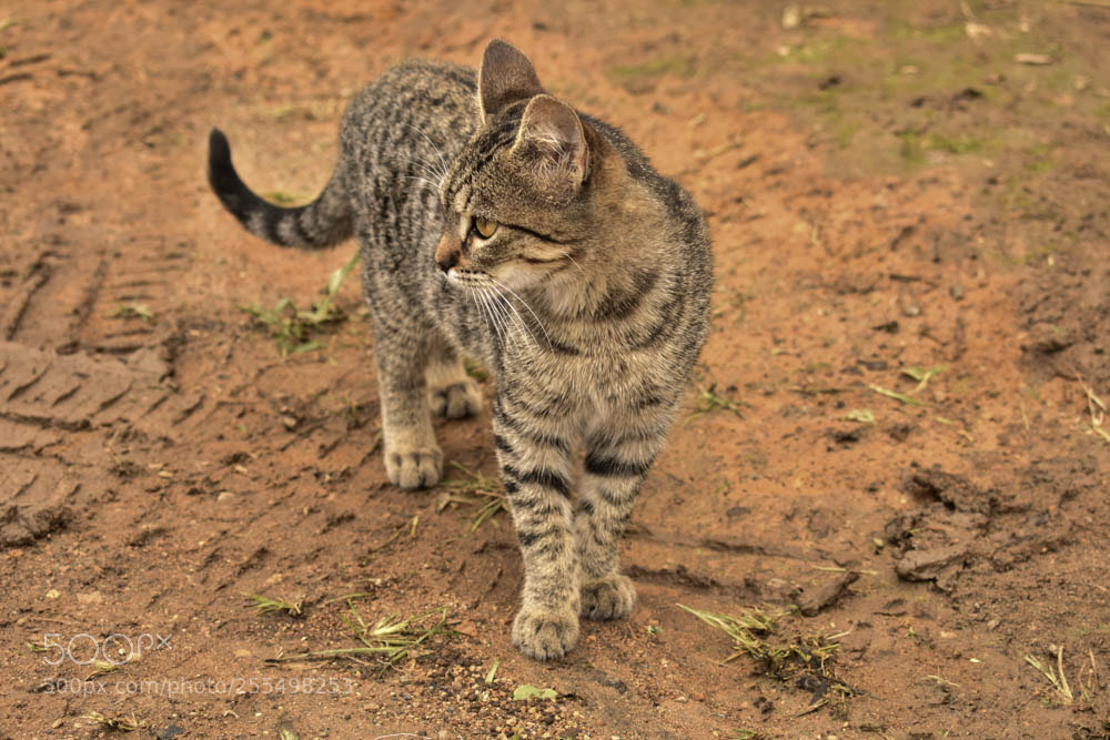 Nikon D3400 sample photo. Gato de la selva photography