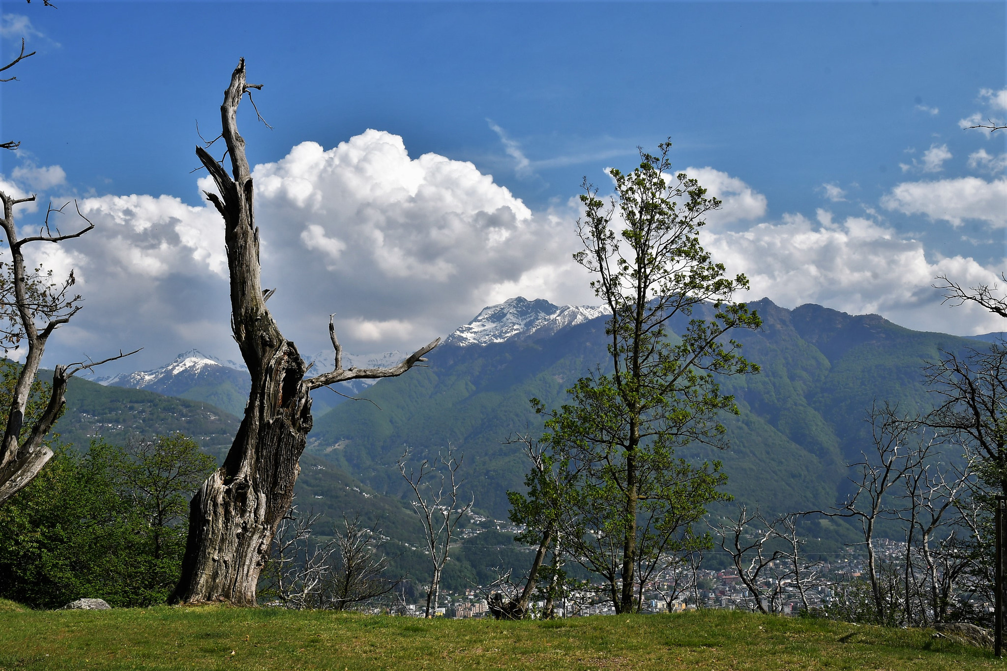 Nikon D500 sample photo. Sans feuilles photography