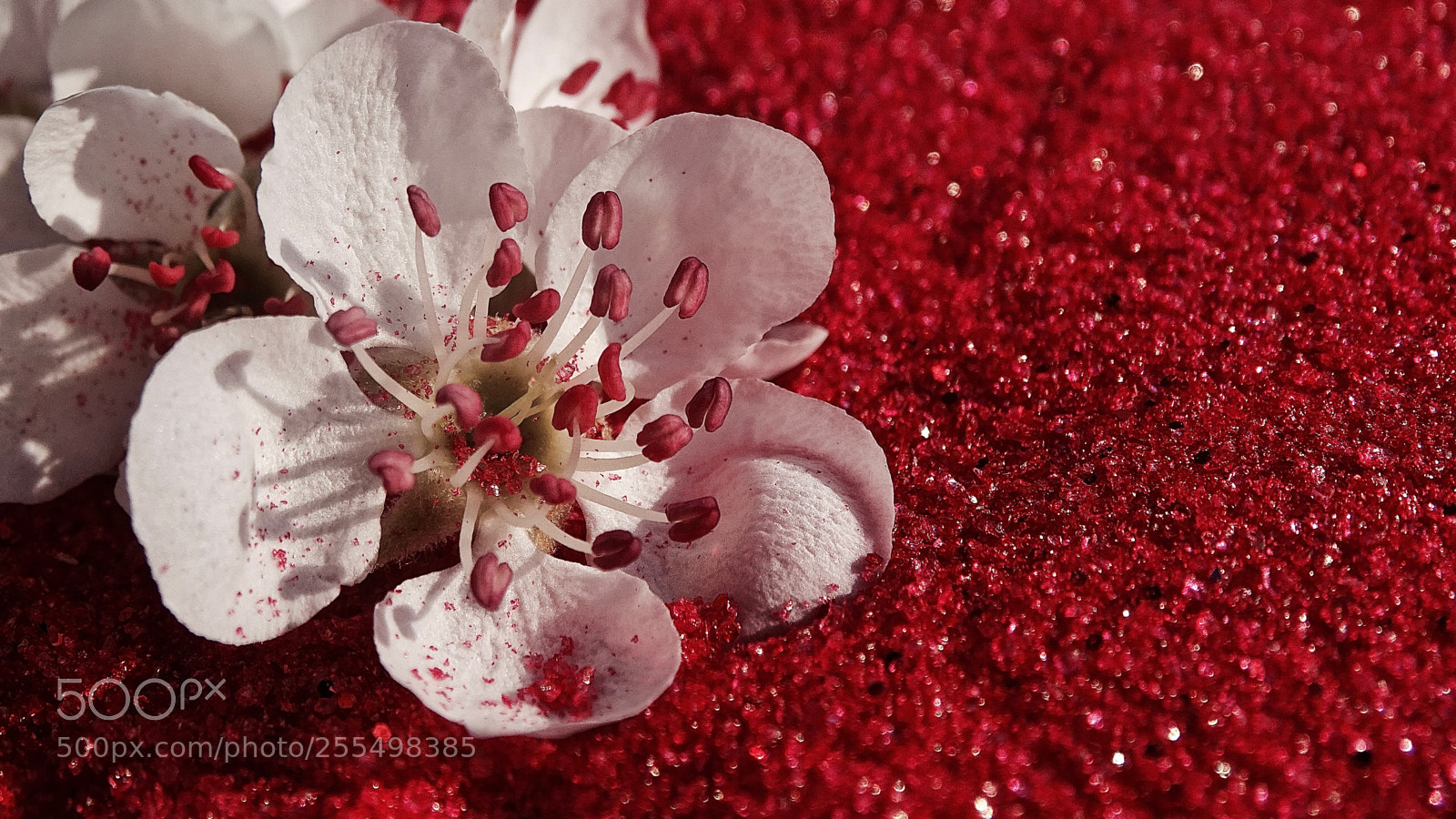Sony Cyber-shot DSC-HX400V sample photo. _*_ photography