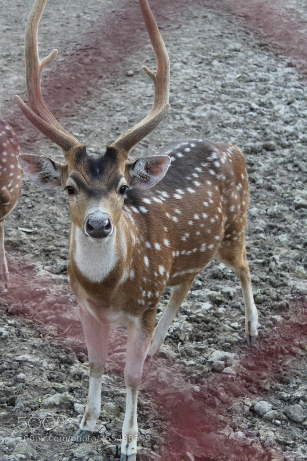 Canon EOS 1300D (EOS Rebel T6 / EOS Kiss X80) sample photo. Deer looking into camera photography
