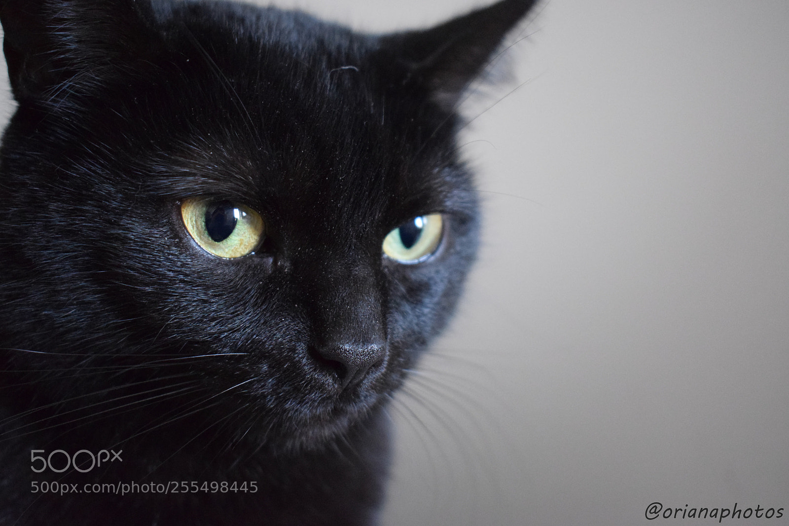Nikon D3300 sample photo. Black cat photography