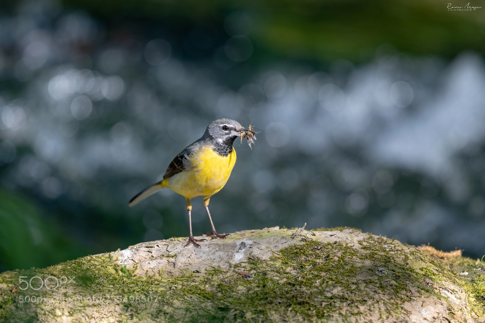 Nikon D500 sample photo. #175 - grey wagtail photography
