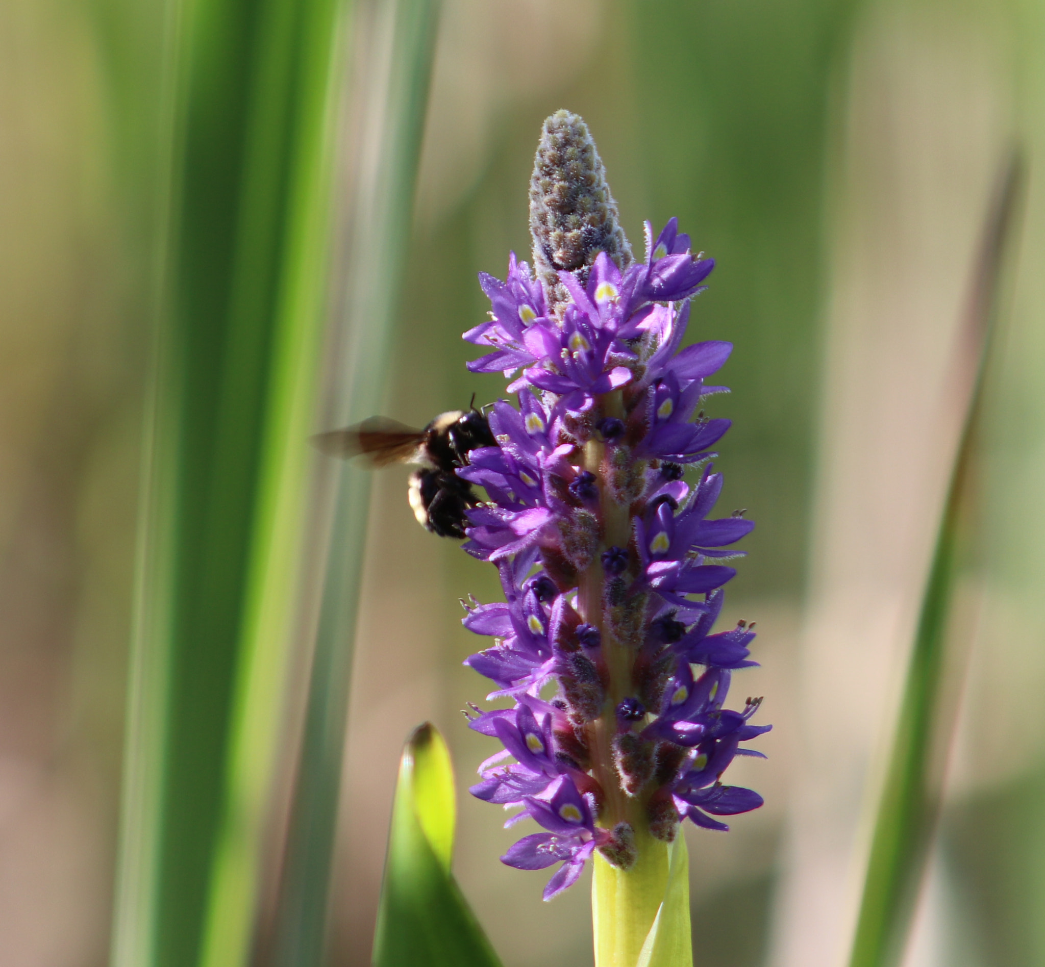Canon EF 75-300mm f/4-5.6 sample photo. Bee on french lavender photography