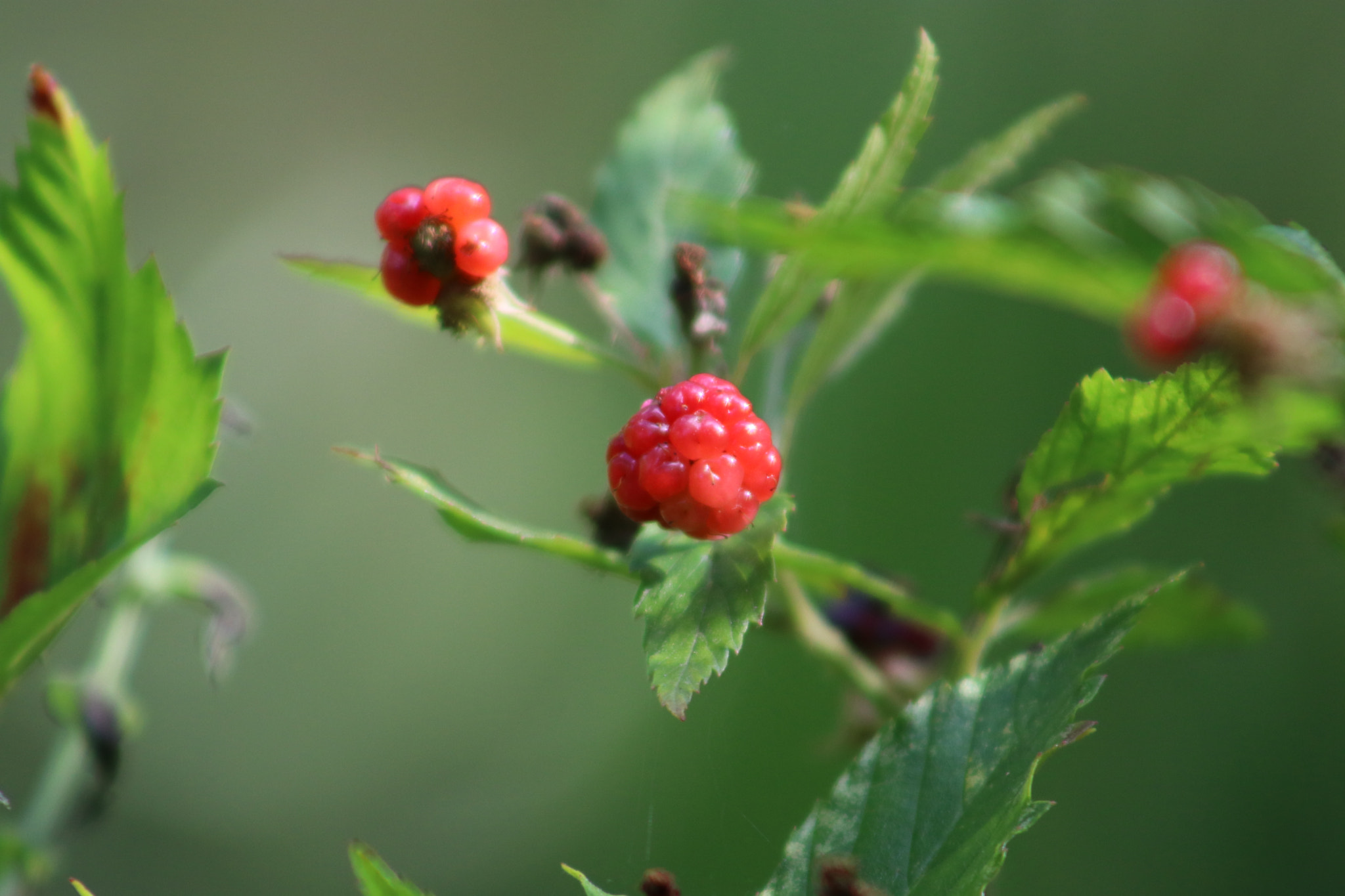 Canon EF 75-300mm f/4-5.6 sample photo. Unripe wild blackberry photography