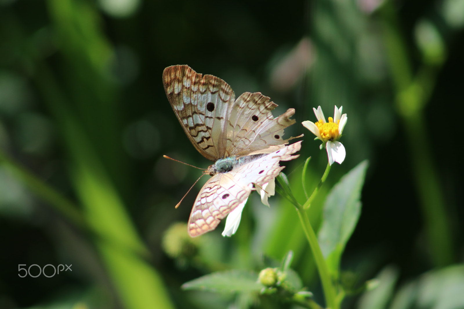 Canon EF 75-300mm f/4-5.6 sample photo. Coenonympha butterfly photography