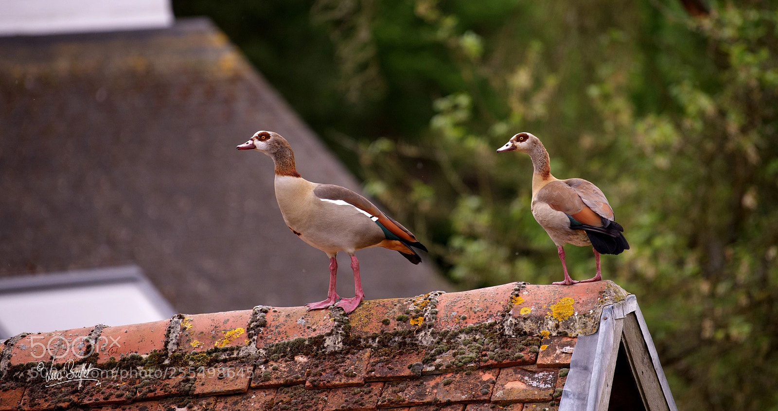 Nikon D800 sample photo. Egyptian geese photography