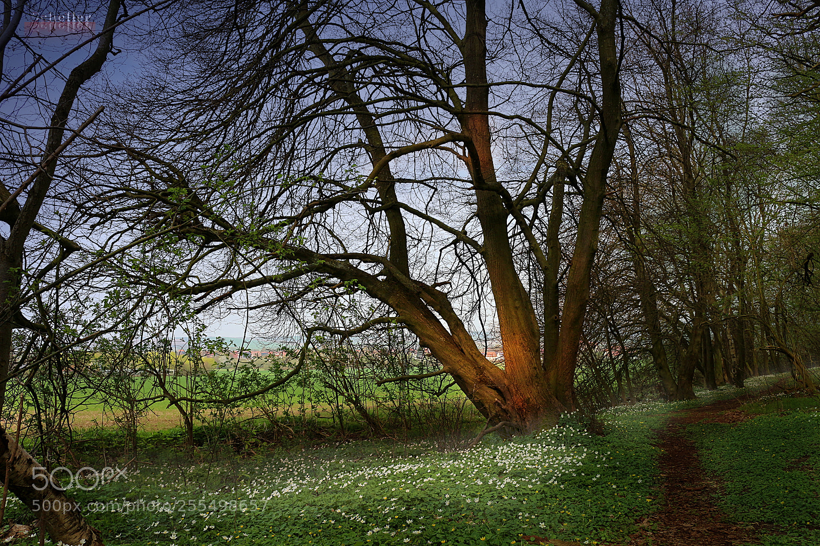 Canon EOS 700D (EOS Rebel T5i / EOS Kiss X7i) sample photo. Waldrand photography