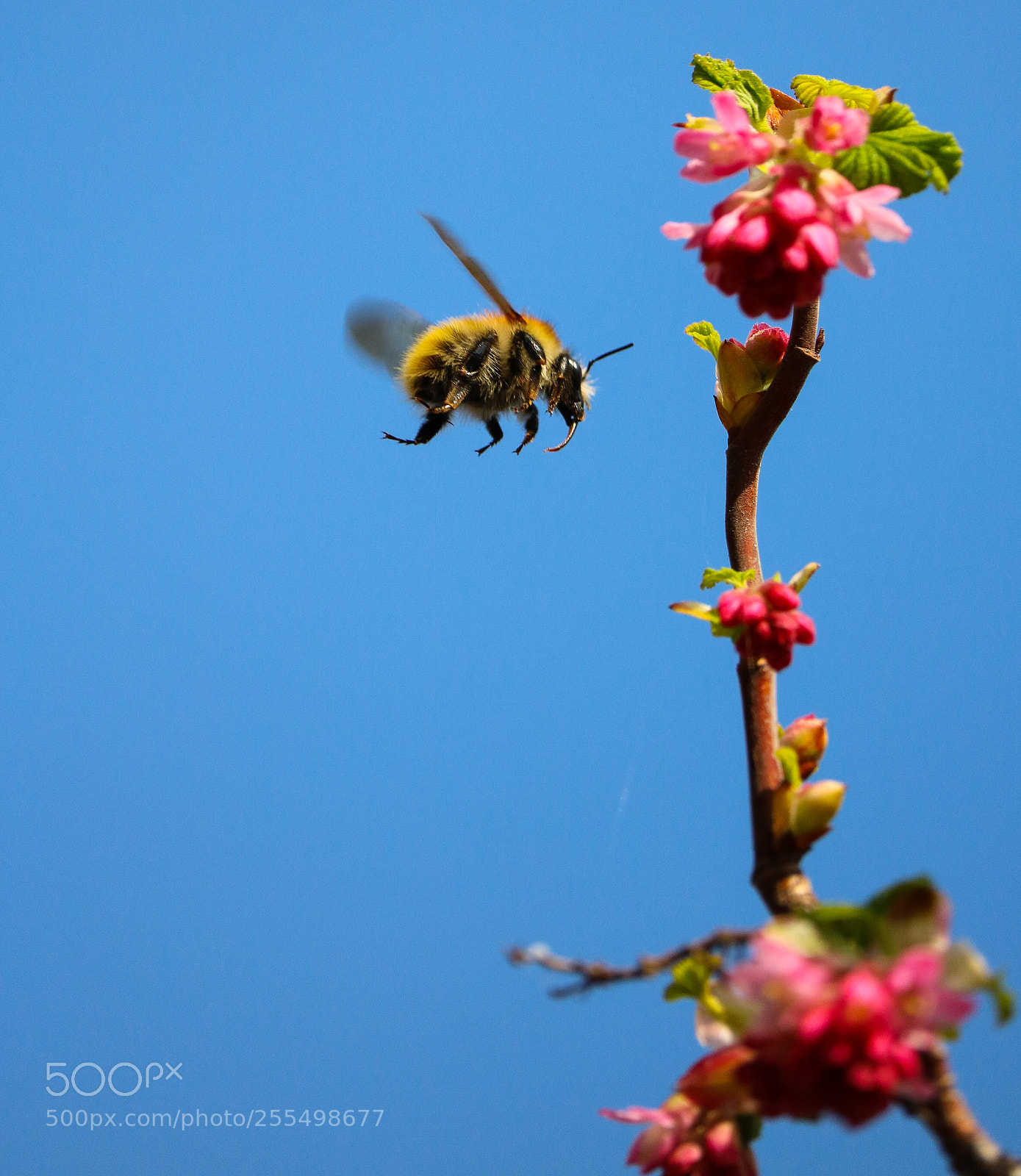 Canon EOS 750D (EOS Rebel T6i / EOS Kiss X8i) sample photo. Bombus pascuorum 2 photography